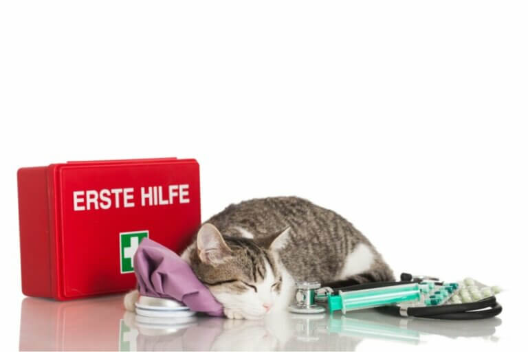 Trousse à pharmacie et premiers secours pour le chat : tout ce qu'il faut savoir