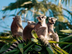 La plupart des primates de Madagascar sont en danger d’extinction