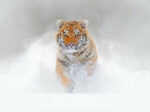 Les différences entre le tigre du Bengale et le tigre de Sibérie