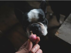 Les chiens peuvent-ils manger de l'oignon ?