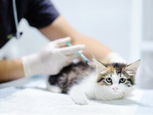 Vaccin trivalent pour chats : utilisation et effets secondaires