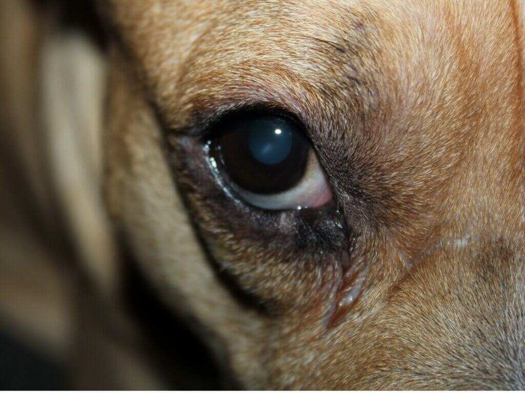Mon chien a un oeil rouge et gonflé : 7 causes possibles