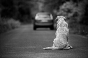10 façons d'aider un chien abandonné