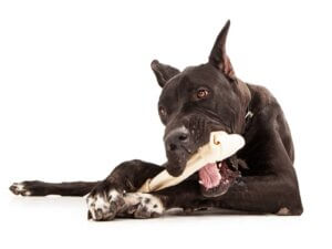 L'alimentation des chiens qui souffrent d'arthrite