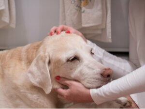 Cancer chez le chien : 12 signes qui doivent vous alerter
