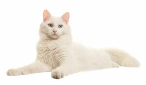 Les soins à prodiguer à un chat albinos