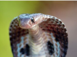 Cobra à lunettes : habitat et caractéristiques