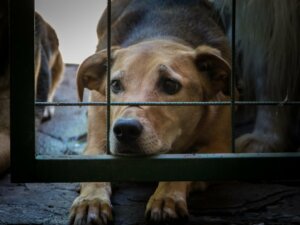 La Corée du Sud lutte contre les abus et la négligence en accordant un statut légal aux animaux