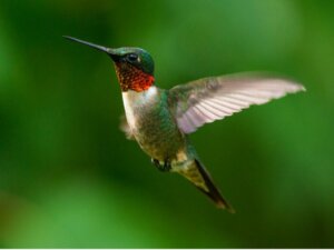 10 curiosités sur les colibris