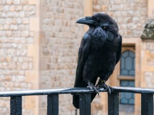 10 curiosités sur les corbeaux