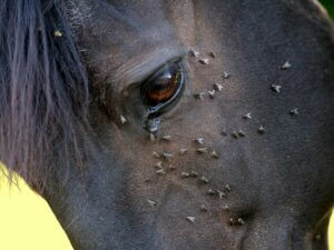 Dermatite estivale chez le cheval : causes, symptômes et traitement