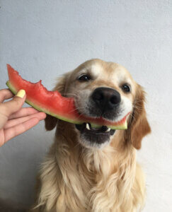 Découvrez quels fruits sont bons pour votre chien !