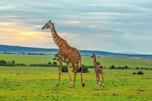 Girafe masaï : habitat et caractéristiques