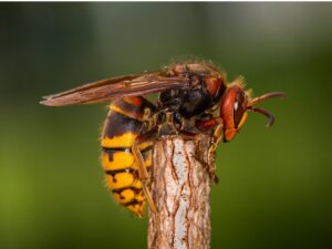 Les 10 insectes les plus venimeux au monde