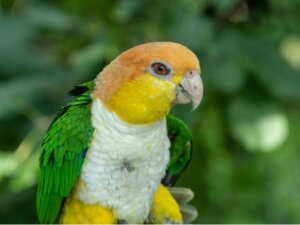 Les caïques : tout ce qu'il faut savoir sur ces oiseaux
