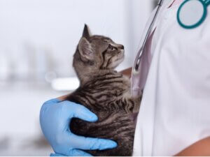 Lymphome chez le chat : causes, symptômes et traitement