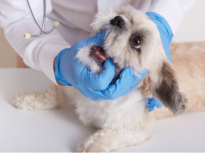Mélanome oral chez le chien : causes, symptômes et traitements