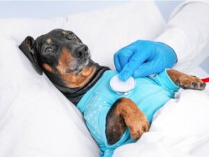 Parasites pulmonaires chez le chien : caractéristiques, traitement et prévention