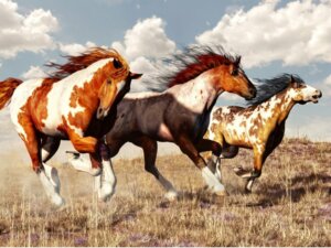 Mustang (cheval) : origine et caractéristiques