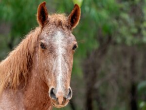 Brumby (cheval) : habitat et caractéristiques