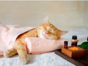 Valériane chez le chat : effets et dosage