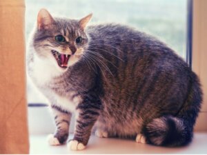12 signes qui indiquent que votre chat ne vous aime pas