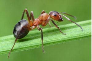 Acariens dans la fourmilière : comment s'en débarrasser ?