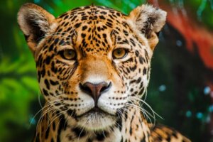 Les 15 animaux les plus dangereux d'Amazonie