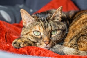 Les chats peuvent aussi souffrir d'anxiété de séparation