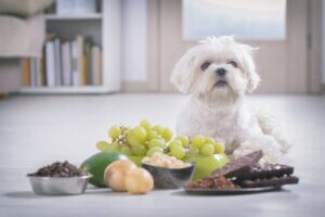 Les chiens peuvent-ils manger des noix ?