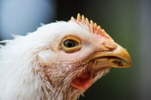 Choléra aviaire : symptômes et traitement