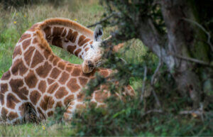 Comment dorment les girafes ?