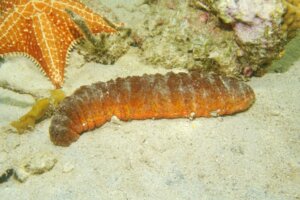 10 curiosités sur le concombre de mer