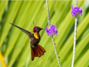 Le cycle de vie du colibri