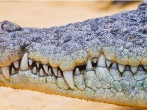 Combien de dents a un crocodile ?
