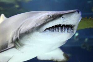 Combien de dents les requins ont-ils ?