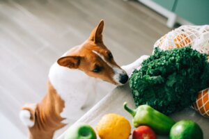 Les chiens peuvent-ils manger des épinards ?