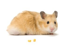 Comment prendre soin d'une femelle hamster enceinte ?