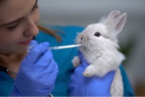 12 symptômes qui indiquent qu'un lapin est malade