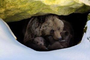 Comment les ours hibernent-ils ?