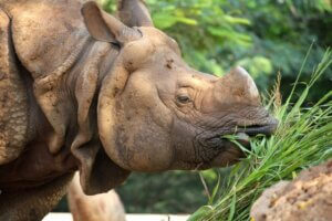 Que mangent les rhinocéros ?