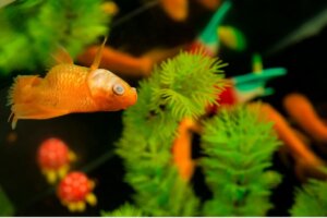 Pourquoi les poissons de mon aquarium meurent-ils ?
