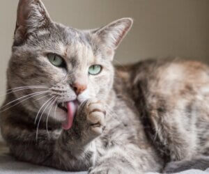 Stéréotypies chez le chat : causes, symptômes et traitement