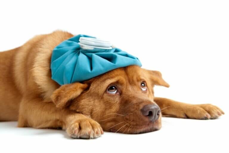 Amygdalite chez le chien : symptômes et traitement