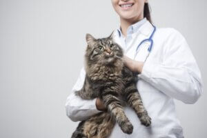 Maladie inflammatoire de l'intestin chez le chat : symptômes et traitement