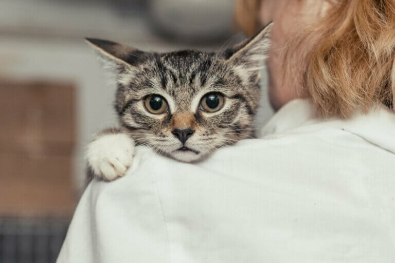 La ménopause existe-t-elle chez les chats ?