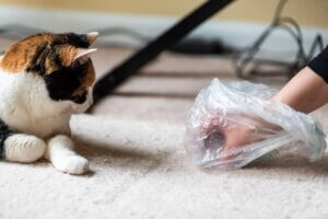 Que faire si mon chat cesse d'utiliser sa litière ?