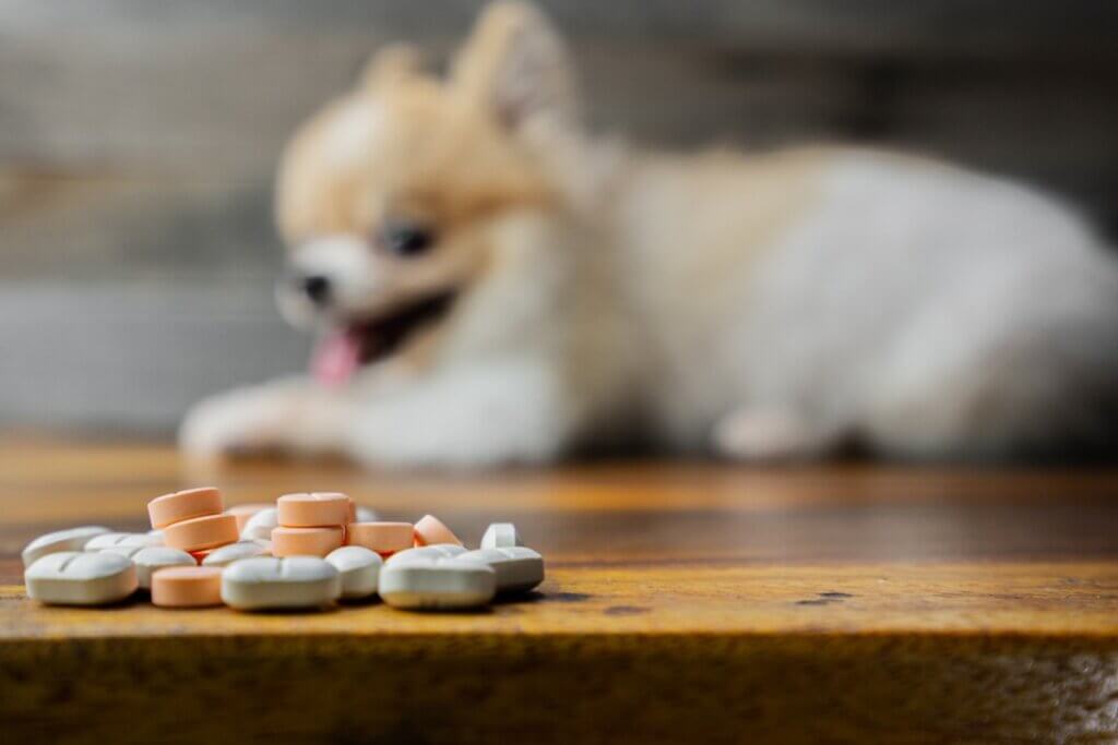 Métoclopramide pour chien : posologie et contre-indications