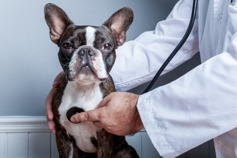 Collapsus trachéal chez le chien : symptômes et traitement