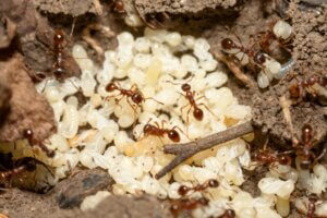 Comment naissent les fourmis ?